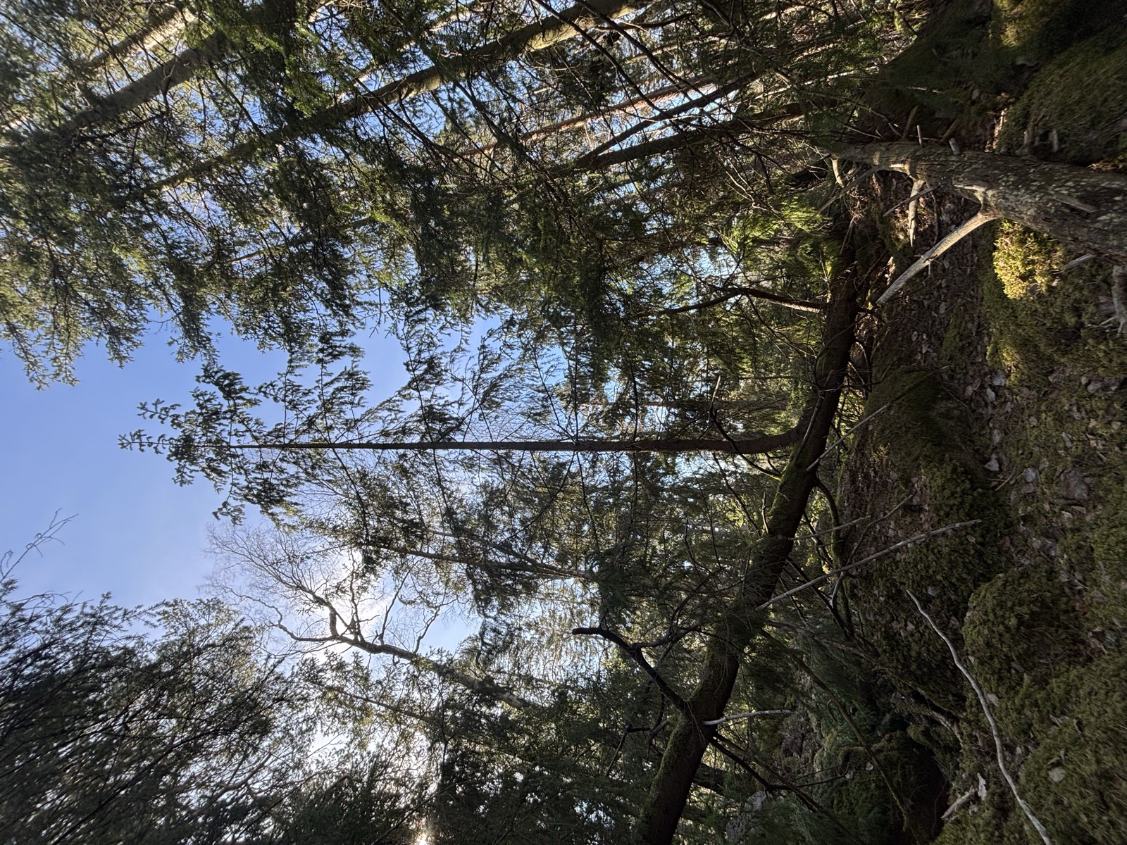 A fallen tree near Stockholm whose upward-facing branches now grow tall into the sky